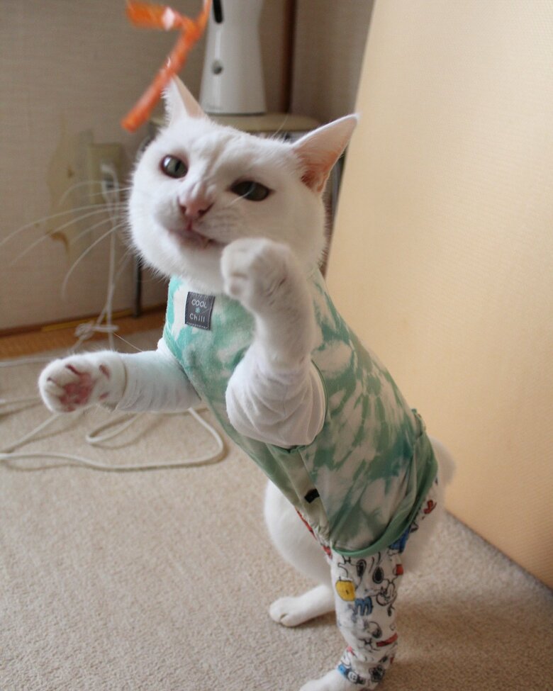 提供：しんばぷーさん