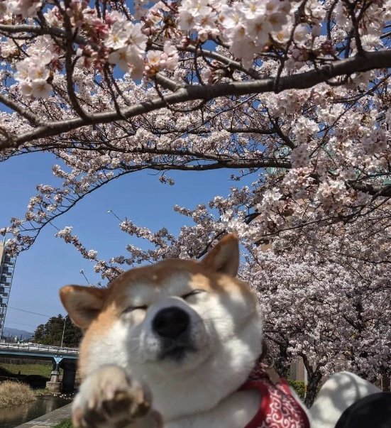 提供：natsumi.nnnさん