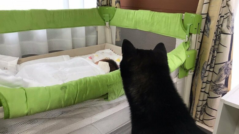 見守り写真その1。赤ちゃんを見つめるおはぎくん