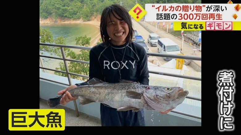 イルカが持ってきた、大きな魚