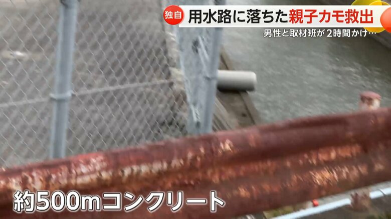 約500メートルにわたってコンクリートに囲まれ、用水路からカモが自力で上がるのは難しくなっていた