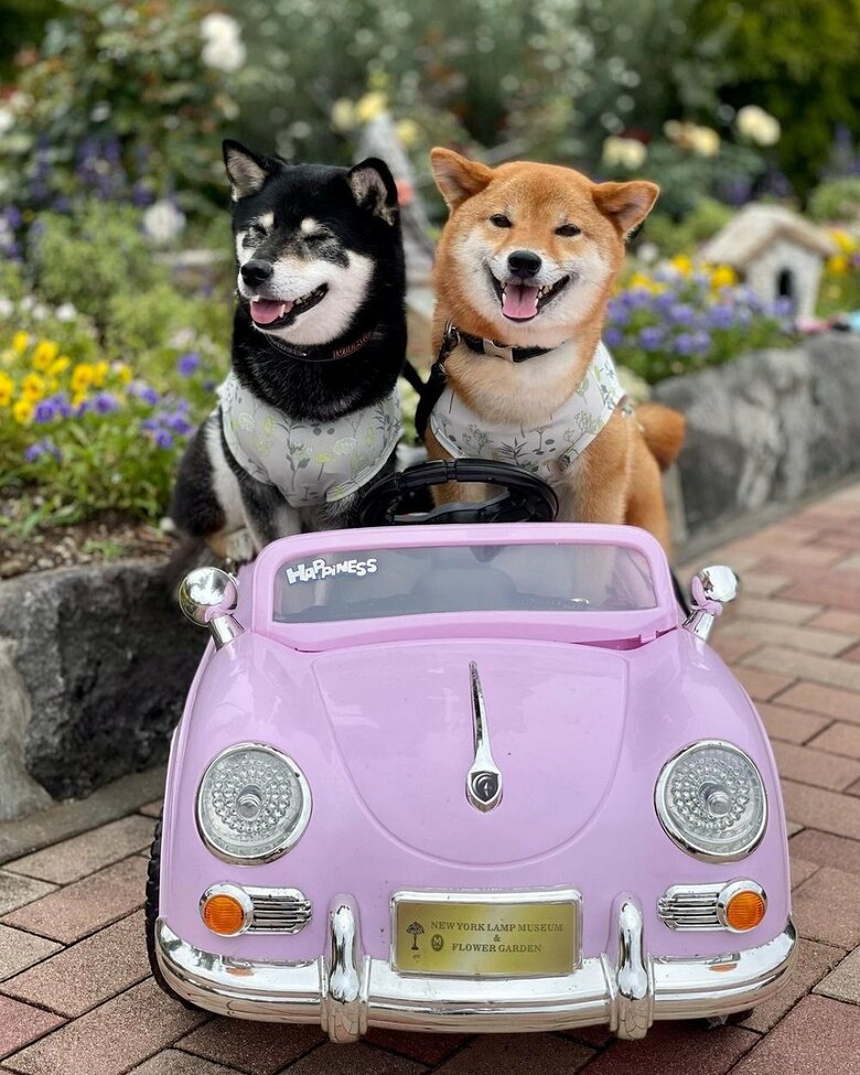 ドライブ