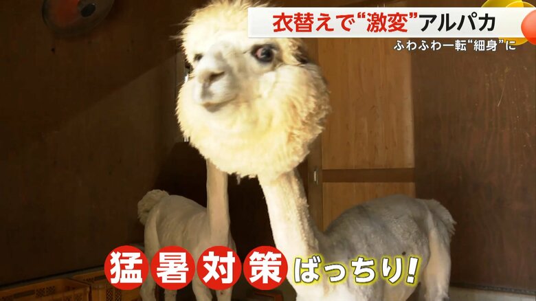 新潟・胎内市で22日、撮影されたアルパカの衣替えの様子