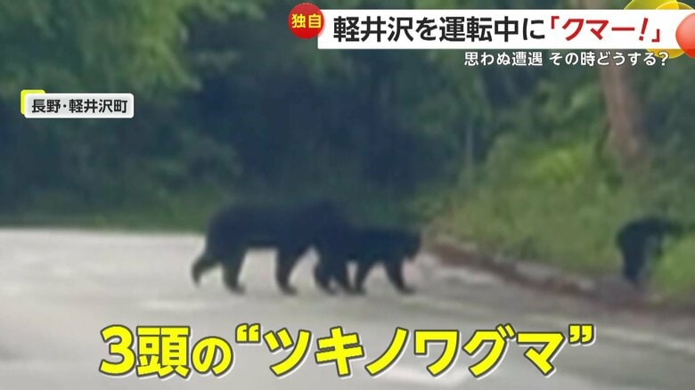 親子とみられるクマが道路を横断する瞬間（提供：るーさん）