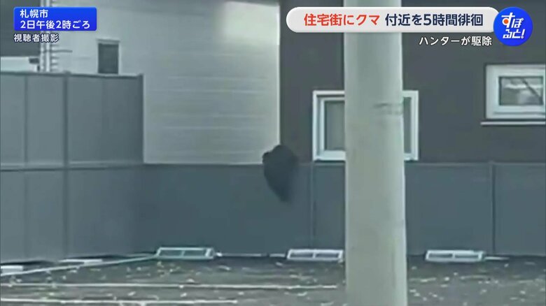札幌市南区の住宅街に、2日午前11時半ごろから体長70cmほどの子グマ1頭が出没