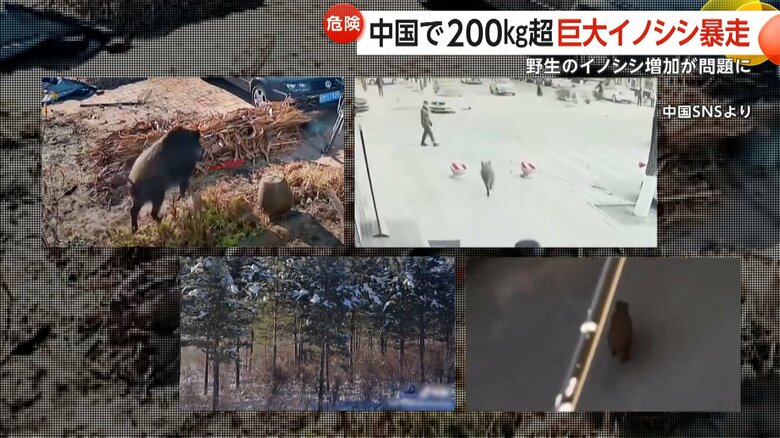 市街地への侵入や農作物を荒らすなどの被害が各地で相次いで対応に当たっている警察