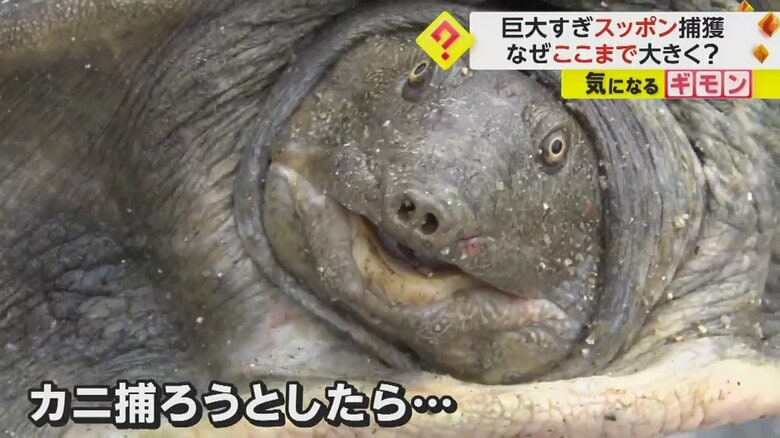 佐賀県鳥栖市のため池で見つかった、巨大なスッポン