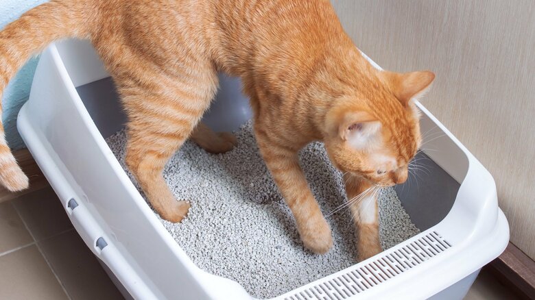 尿が出にくくなり、腎臓の負担に（画像はイメージ）