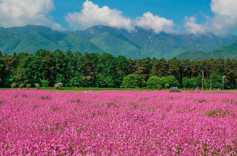 南箕輪村はピンクのフクロナデシコが有名　資料画像