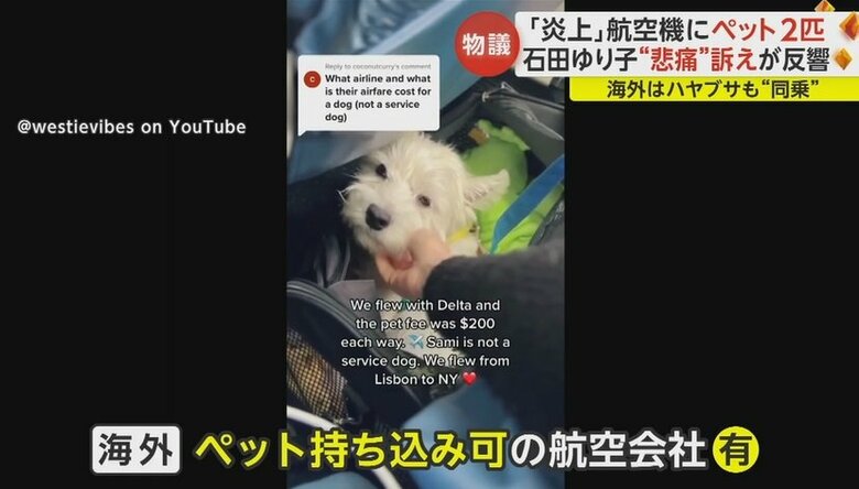 @westievibes on Youtube
