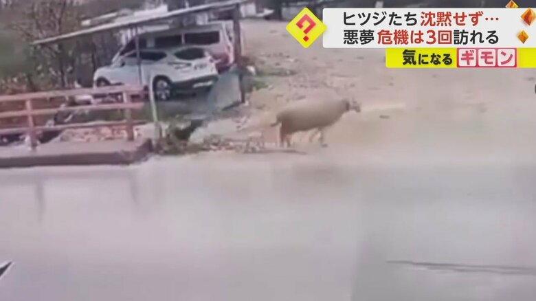 道路を横断中の男性に突然ヒツジが体当たりする瞬間⑧
