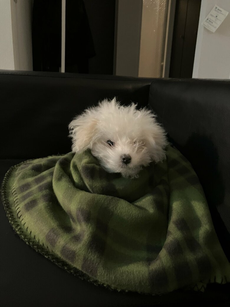 提供：白く、柔らかな犬さん