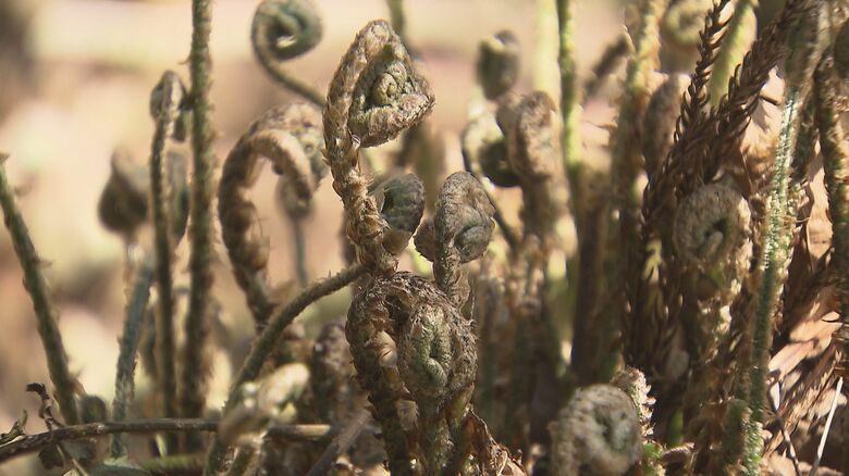 ジュウモンジシダ