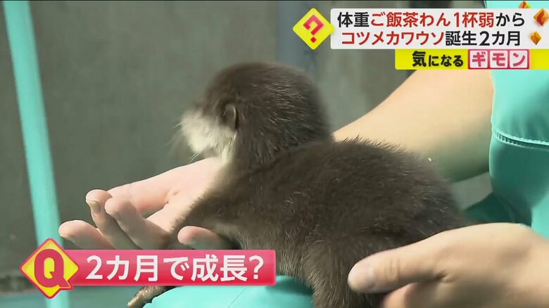 誕生から2ヶ月が経ったコツメカワウソの4つ子の赤ちゃん