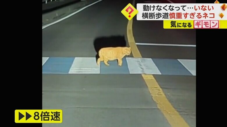 ゆっくり歩くネコの映像を8倍速した映像