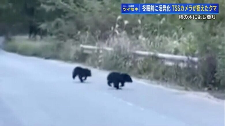 【視聴者撮影】広島市安佐南区の車道に現れたクマの親子