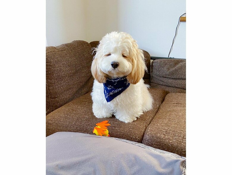 提供：宮原幸恵さん