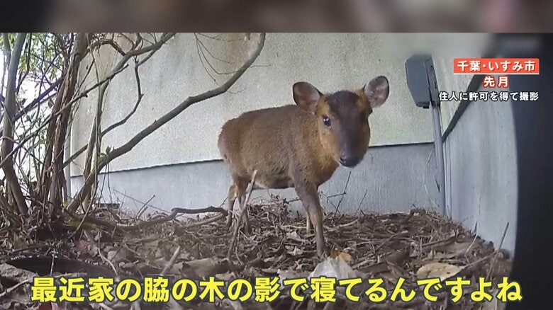 住宅の脇に住みつくキョン