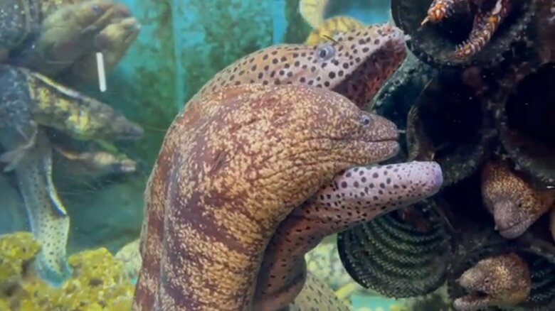 異変に気づいたのか途中で口から出てきた