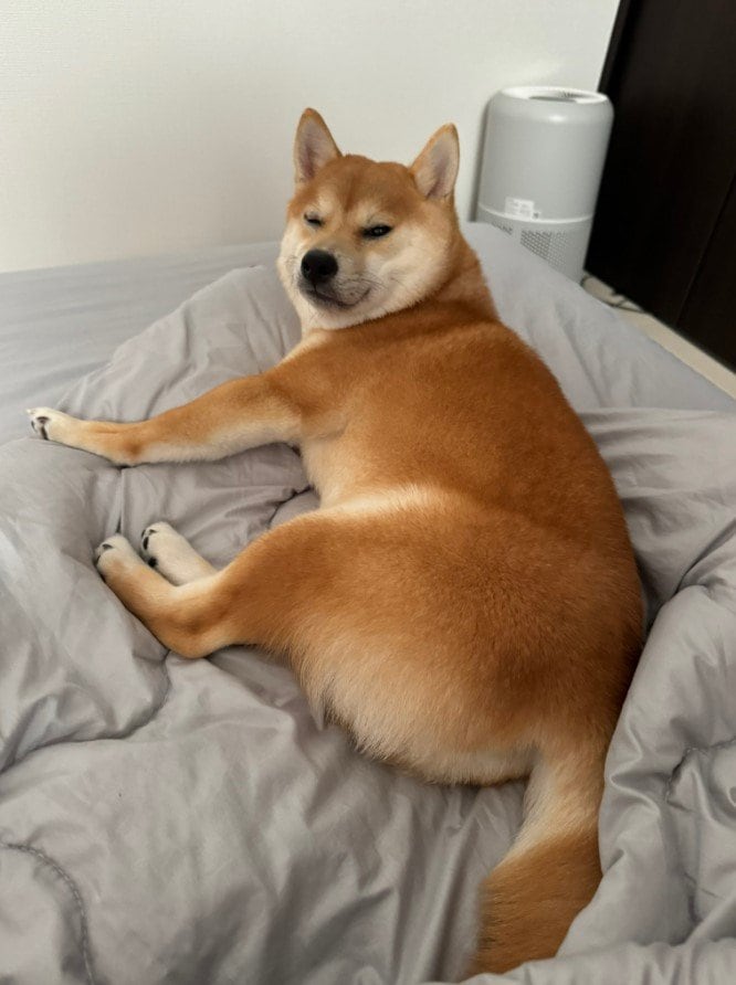 提供：わさび一族さん