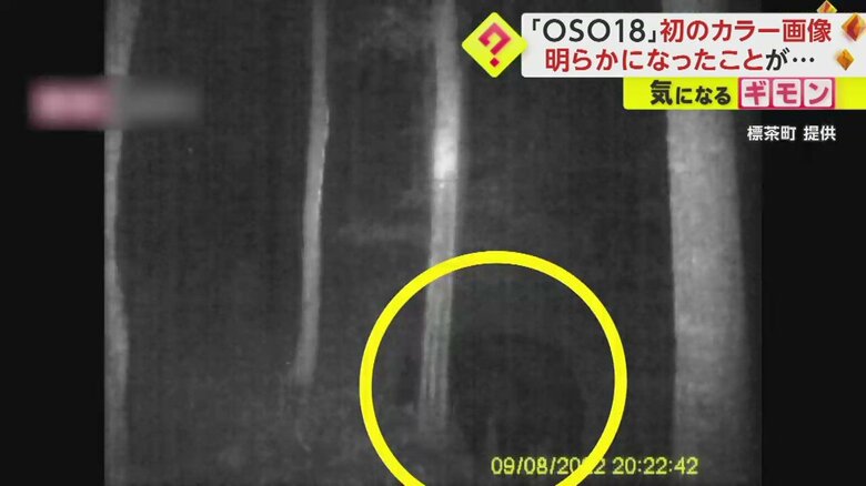 黄色の枠の中に「OSO18」がいる