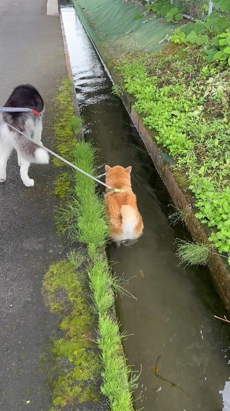 提供：柴リアンハスキーもちごめ兄弟さん