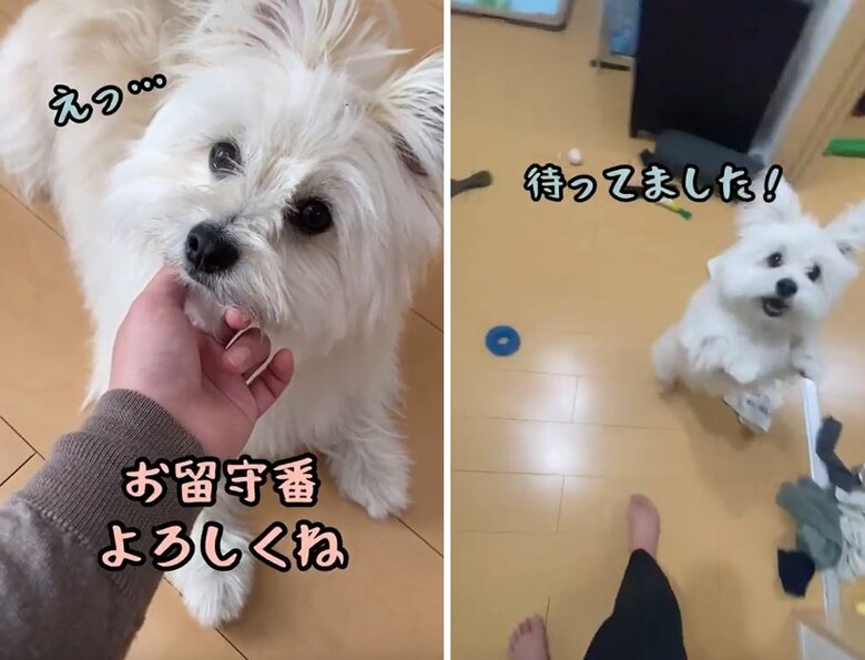 別の日のおちゃくん。お留守番をお願いされてのショック顔と、帰宅した飼い主さんへのラブコール