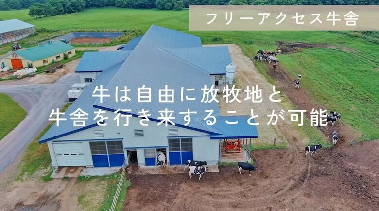 牛は自由に牛舎を出入りすることができる（提供：株式会社カネカ）