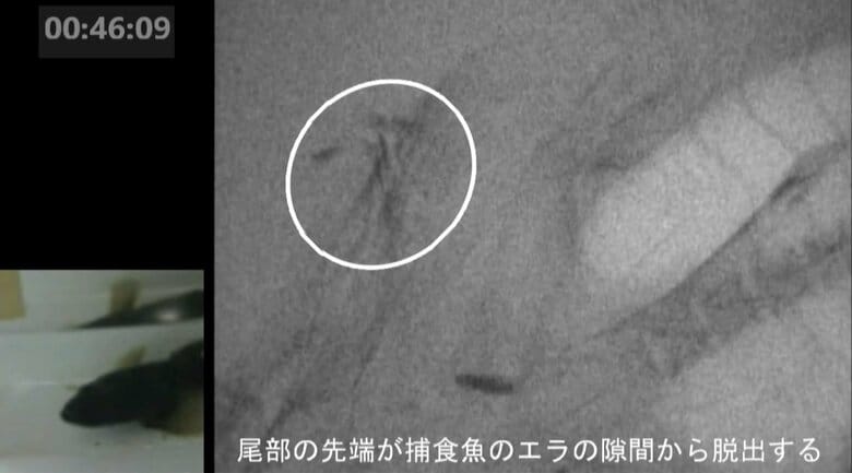 提供：長崎大学 長谷川悠波、河端雄毅