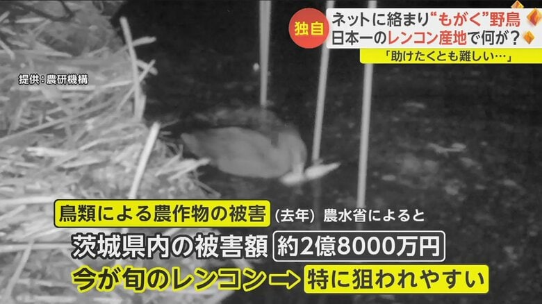 鳥たちの餌が少なくなる冬の時期に旬を迎えるレンコンは狙われやすく、対策が必要