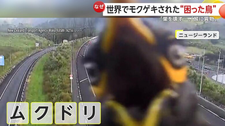 監視カメラやほかの鳥類へちょっかいを出し問題となっているムクドリ
