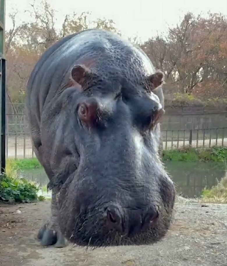 ゆっくり近づいてくるカバキチくん（提供：那須サファリパーク）