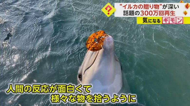 イルカは、人間の反応が面白くて様々な物を拾うようになったという