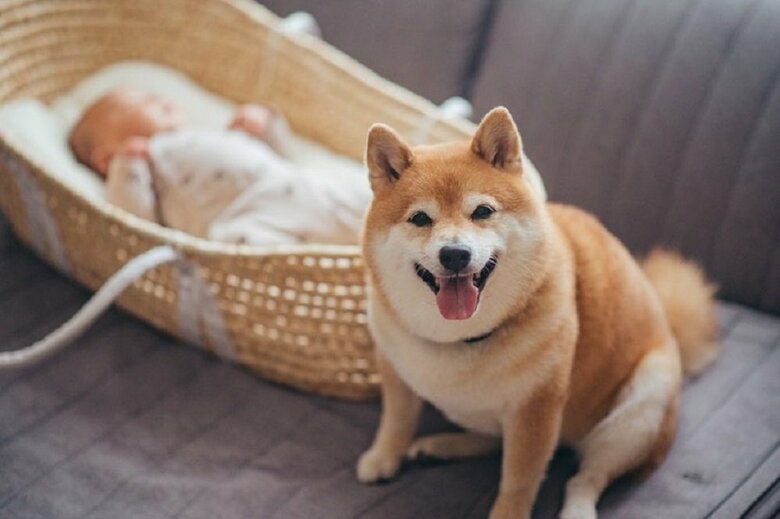 “兄”柴犬の八朔くん