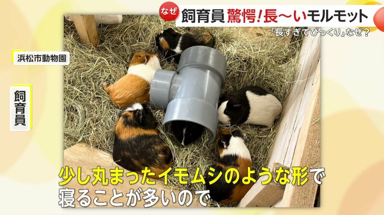 約50匹いるモルモットの中で唯一、長く伸びた状態で寝るなつみくん