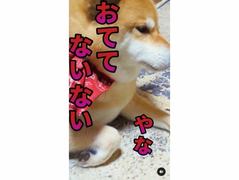 提供：柴犬スティーブch【コーギーと猫を添えて】さん