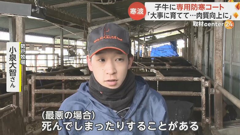 牛は寒さに弱い動物で、子牛のうちは特に注意が必要だという