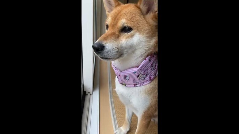 草取りをするお父さんを心配そうに見つめるゆきちゃん