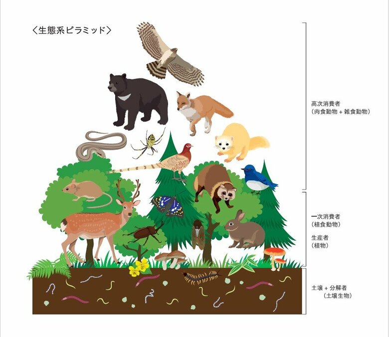 生態系ピラミッド　提供：サントリー