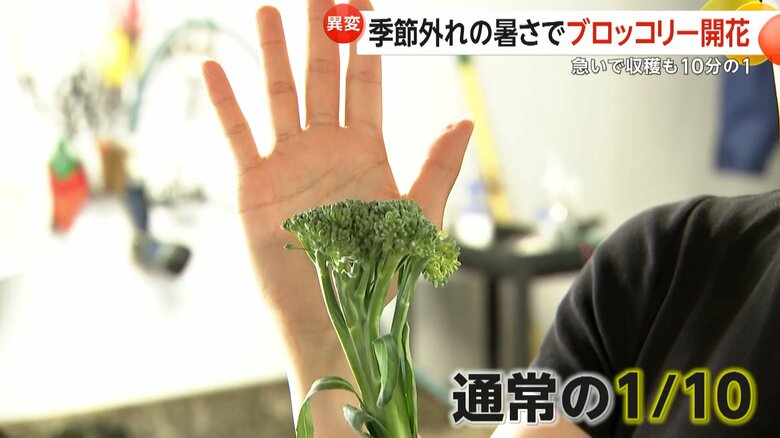 通常の10分の1ほどの大きさにしか育っていないという急いで収穫したブロッコリー