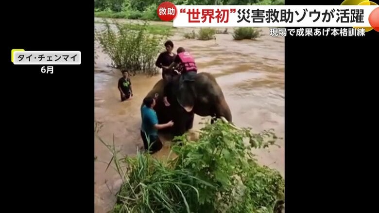 中州から観光客を助け出すゾウ