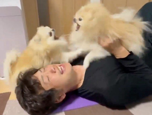 「け〜んかはやめてくださ〜い！」（提供：愉快な3姉妹ポメラニアンちゃんねるさん）