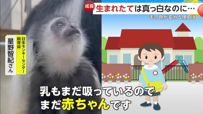 「まだまだ赤ちゃんです」と話す飼育員の星野智紀さん（日本モンキーセンター）