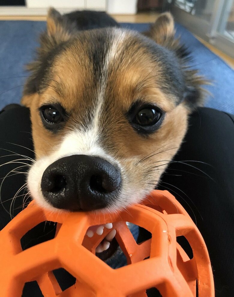 「遊ぼう！」とボールを持ってお誘い