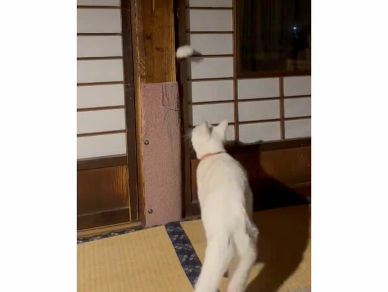 手招きに引き寄せられた福夫くん（提供：いのうえもんぺさん）