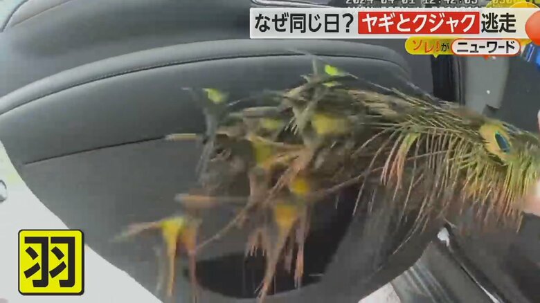 羽根が長すぎて座席に入り切らないクジャク