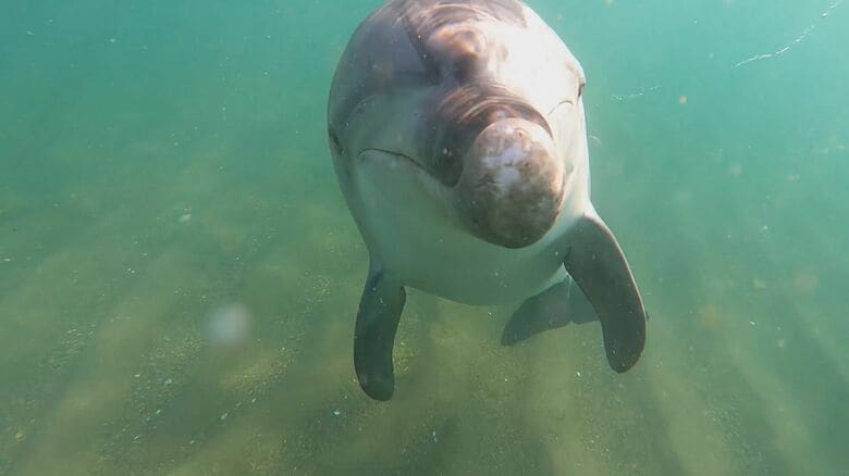 福井沖でかみつきイルカと呼ばれるように