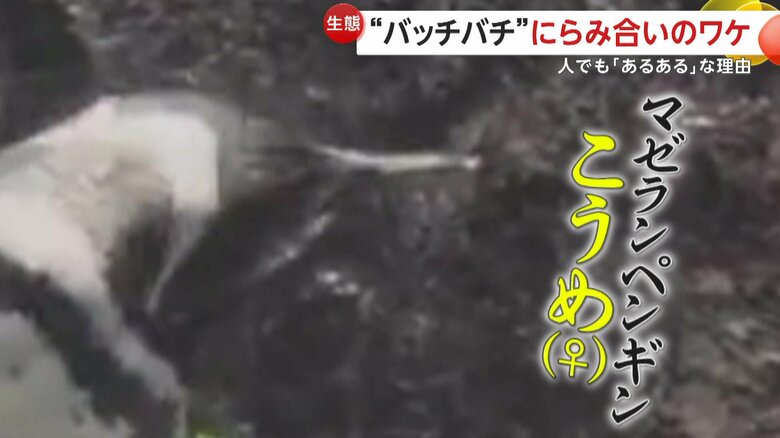 首を曲げてにらむ「こうめ」（提供：すみだ水族館）