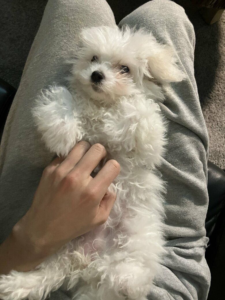 提供：白く、柔らかな犬さん