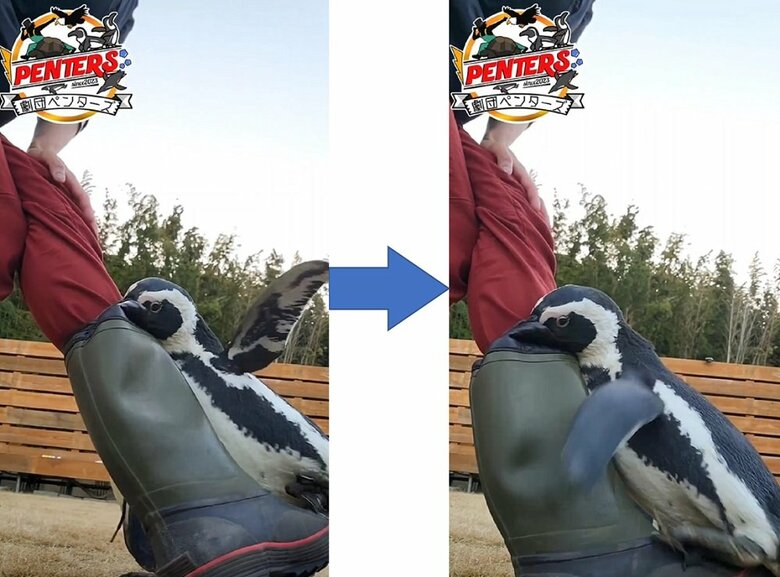 実は怒っていて、長靴をかみ、翼でバシバシ叩いている！